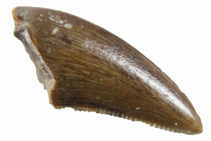 Serrated, Dromaeosaurid Theropod (Acheroraptor?) Tooth - Montana #357007